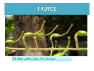 FRUTOSES UNA VAINA CON UNA SEMILLA