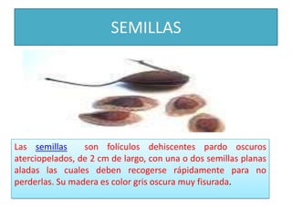 SEMILLASLas semillas  son folículos dehiscentes pardo oscuros aterciopelados, de 2 cm de largo, con una o dos semillas planas aladas las cuales deben recogerse rápidamente para no perderlas. Su madera es color gris oscura muy fisurada.