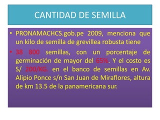 CANTIDAD DE SEMILLAPRONAMACHCS.gob.pe 2009, menciona que un kilo de semilla de grevillea robusta tiene 38 800 semillas, con un porcentaje de germinación de mayor del 65%. Y el costo es S/ 200/KG. en el banco de semillas en Av. Alipio Ponce s/n San Juan de Miraflores, altura de km 13.5 de la panamericana sur.
