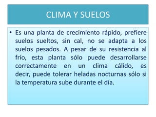 CLIMA Y SUELOSEs una planta de crecimiento rápido, prefiere suelos sueltos, sin cal, no se adapta a los suelos pesados. A pesar de su resistencia al frío, esta planta sólo puede desarrollarse correctamente en un clima cálido, es decir, puede tolerar heladas nocturnas sólo si la temperatura sube durante el día.