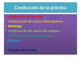 Conducción de la prácticapreparación de sustrato.Construcción de camas almacigueras.Almácigo.Construcción de camas de repique.Llenado de bolsas de sustrato.Repique.Riegos.Cercado del terreno.
