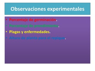 Observaciones experimentalesPorcentaje de germinación.Porcentaje de prendimiento.Plagas y enfermedades.Altura de planta para el repique.
