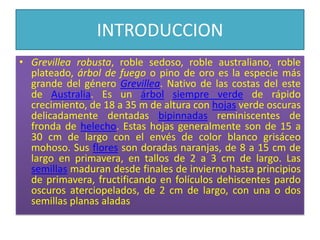 INTRODUCCIONGrevillea robusta, roble sedoso, roble australiano, roble plateado, árbol de fuego o pino de oro es la especie más grande del género Grevillea. Nativo de las costas del este de Australia. Es un árbolsiempre verde de rápido crecimiento, de 18 a 35 m de altura con hojas verde oscuras delicadamente dentadas bipinnadas reminiscentes de fronda de helecho. Estas hojas generalmente son de 15 a 30 cm de largo con el envés de color blanco grisáceo mohoso. Sus flores son doradas naranjas, de 8 a 15 cm de largo en primavera, en tallos de 2 a 3 cm de largo. Las semillas maduran desde finales de invierno hasta principios de primavera, fructificando en folículos dehiscentes pardo oscuros aterciopelados, de 2 cm de largo, con una o dos semillas planas aladas