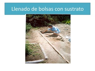 Llenado de bolsas con sustrato