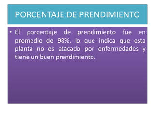 PORCENTAJE DE PRENDIMIENTOEl porcentaje de prendimiento fue en promedio de 98%, lo que indica que esta planta no es atacado por enfermedades y tiene un buen prendimiento.