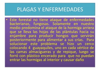 PLAGAS Y ENFERMEDADESEste forestal no tiene ataque de enfermedades bacterianas, fungosas. Solamente en nuestro medio predomina el ataque de la hormiga arriera que se lleva las hojas de las plántulas hacia su enjambre para producir hongos que servirán posteriormente para alimentar a sus crías.  Para solucionar este problema se hizo un cerco colocando 4  guayaquiles, uno en cada vértice de las camas almacigueras y de repique, luego se forró con plástico encerado para  que no puedan entrar las hormigas al interior y causar daño
