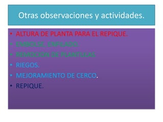 Otras observaciones y actividades.ALTURA DE PLANTA PARA EL REPIQUE.EMBOLSE, ENFILADO.REMOCION DE PLANTULASRIEGOS.MEJORAMIENTO DE CERCO.REPIQUE.