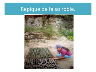 Repique de falso roble.