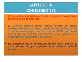 CAPITULO IV CONCLUSIONESDe acuerdo a la práctica ejecutada  y lugar de propagación se concluye en  lo siguiente: La Grevilea robusta como recurso forestal se puede conseguir semilla en el banco nacional de semillas, donde los porcentajes de germinación son de 60.5%, porcentaje bajo comparado con forestales como el Pinus radiata cuyo porcentaje de germinación es de 80%.  Se comprobó que un practicante puede llenar 400 bolsas diarias de sustrato, y un experto puede realizar el doble de llenado.