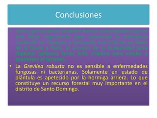 ConclusionesComo practicantes también hemos comprobado que es una labor importante para conservar la naturaleza cuidando los bosques y formando microclimas en favor de la fauna y flora, al servicio de la humanidad para capturar carbono, tener leña, madera para vender y promover el turismo. La Grevilea robusta no es sensible a enfermedades fungosas ni bacterianas. Solamente en estado de plántula es apetecido por la hormiga arriera. Lo que constituye un recurso forestal muy importante en el distrito de Santo Domingo. 