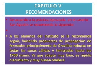 CAPITULO V RECOMENDACIONES De acuerdo a la práctica ejecutada  en el caserío San Agustín se recomienda lo siguiente: A los alumnos del Instituto se le recomienda seguir, haciendo propuestas de propagación de forestales principalmente de Grevillea robusta en todas las zonas cálidas y templadas hasta los 1700 msnm. Ya que adapta muy bien, es rápido crecimiento y muy buena madera.
