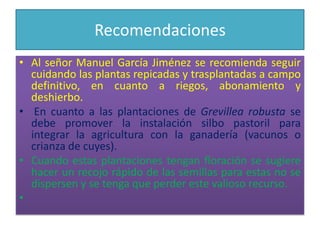 RecomendacionesAl señor Manuel García Jiménez se recomienda seguir cuidando las plantas repicadas y trasplantadas a campo definitivo, en cuanto a riegos, abonamiento y deshierbo.  En cuanto a las plantaciones de Grevillea robusta se debe promover la instalación silbo pastoril para integrar la agricultura con la ganadería (vacunos o crianza de cuyes). Cuando estas plantaciones tengan floración se sugiere hacer un recojo rápido de las semillas para estas no se dispersen y se tenga que perder este valioso recurso.  