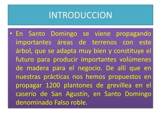 INTRODUCCIONEn Santo Domingo se viene propagando importantes áreas de terrenos con este árbol, que se adapta muy bien y constituye el futuro para producir importantes volúmenes de madera para el negocio. De allí que en nuestras prácticas nos hemos propuestos en propagar 1200 plantones de grevillea en el caserío de San Agustín, en Santo Domingo denominado Falso roble.