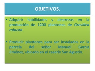 OBJETIVOS. Adquirir habilidades y destrezas en la producción de 1200 plantones de Grevillea robusta. Producir plantones para ser instalados en la parcela del señor Manuel García Jiménez, ubicado en el caserío San Agustín.  