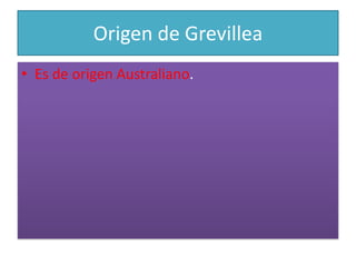 Origen de GrevilleaEs de origen Australiano.