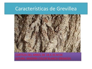 Características de GrevilleaCORTEZA DEL ARBOL DE 18 A 35 M DE ALTURA, MADERA COLOR BLANCA GRISACEA