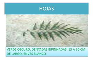 HOJASVERDE OSCURO, DENTADAS BIPINNADAS, 15 A 30 CM DE LARGO, ENVES BLANCO