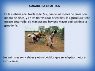 En las sabanas del Norte y del Sur, donde los meses de lluvia son
menos de cinco, y en las tierras altas orientales, la agricultura tiene
escaso desarrollo, de manera que hay una mayor dedicación a la
ganadería.
GANADERIA EN AFRICA
Los animales son cebúes y otros bóvidos que se adaptan mejor a
estos climas
 