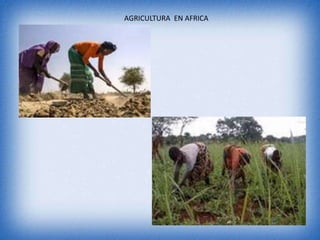 AGRICULTURA EN AFRICA
 