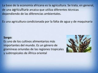 La base de la economía africana es la agricultura. Se trata, en general,
de una agricultura arcaica que utiliza diferentes técnicas
dependiendo de las diferencias ambientales.
Es una agricultura condicionada por la falta de agua y de maquinaria
Sorgo:
Es uno de los cultivos alimentarios más
importantes del mundo. Es un género de
gramíneas oriundas de las regiones tropicales
y subtropicales de África oriental
 