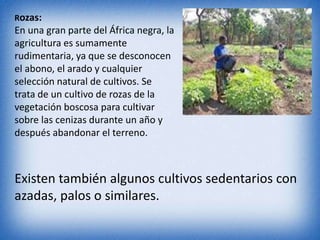 Rozas:
En una gran parte del África negra, la
agricultura es sumamente
rudimentaria, ya que se desconocen
el abono, el arado y cualquier
selección natural de cultivos. Se
trata de un cultivo de rozas de la
vegetación boscosa para cultivar
sobre las cenizas durante un año y
después abandonar el terreno.
Existen también algunos cultivos sedentarios con
azadas, palos o similares.
 