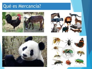 Qué es Mercancía?
 