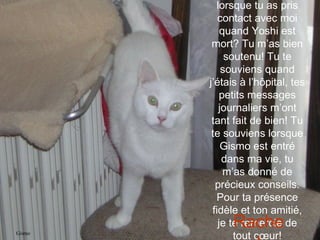 Tu te souviens Babs lorsque tu as pris contact avec moi quand Yoshi est mort? Tu m’as bien soutenu! Tu te souviens quand j’étais à l’hôpital, tes petits messages journaliers m’ont tant fait de bien! Tu te souviens lorsque Gismo est entré dans ma vie, tu m’as donné de précieux conseils. Pour ta présence fidèle et ton amitié, je te remercie de tout cœur! Rachel Gismo 