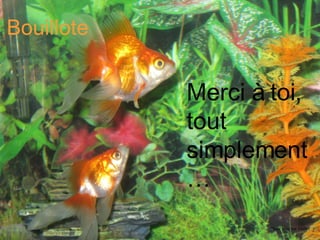 Merci à toi,  tout simplement… Bouillote Photo prise par Islabef 