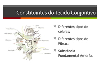Constituintes do Tecido Conjuntivo

                Diferentes tipos de
                 células;
                Diferentes tipos de
                 Fibras;
                Substância
                 Fundamental Amorfa.
 