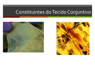 Constituintes do Tecido Conjuntivo
 