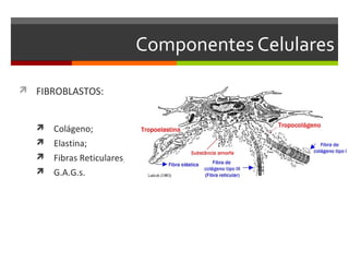 Componentes Celulares

 FIBROBLASTOS:


    Colágeno;
    Elastina;
    Fibras Reticulares;
    G.A.G.s.
 