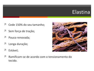 Elastina

 Cede 150% do seu tamanho;

 Sem força de tração;

 Pouco renovada;

 Longa duração;

 Estável;

 Ramificam-se de acordo com o tensionamento do
   tecido.
 