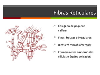 Fibras Reticulares

 Colágeno de pequeno
   calibre;

 Finas, frouxas e irregulares;

 Ricas em microfilamentos;

 Formam redes em torno das
   células e órgãos delicados;
 