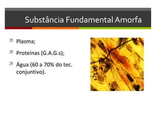 Substância Fundamental Amorfa

 Plasma;

 Proteínas (G.A.G.s);

 Água (60 a 70% do tec.
   conjuntivo).
 
