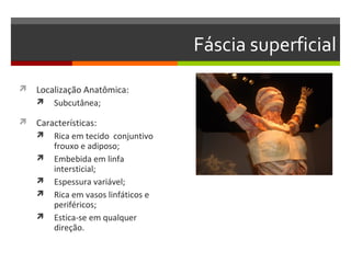 Fáscia superficial
 Localização Anatômica:
   Subcutânea;

 Características:
   Rica em tecido conjuntivo
       frouxo e adiposo;
      Embebida em linfa
       intersticial;
      Espessura variável;
      Rica em vasos linfáticos e
       periféricos;
      Estica-se em qualquer
       direção.
 