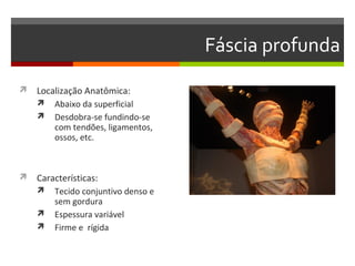 Fáscia profunda
 Localização Anatômica:
   Abaixo da superficial
   Desdobra-se fundindo-se
       com tendões, ligamentos,
       ossos, etc.



 Características:
   Tecido conjuntivo denso e
     sem gordura
    Espessura variável
    Firme e rígida
 