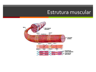 Estrutura muscular
 