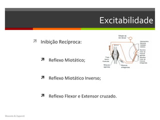 Excitabilidade

                      Inibição Recíproca:


                         Reflexo Miotático;



                         Reflexo Miotático Inverso;



                         Reflexo Flexor e Extensor cruzado.



Mazzola & Zaparoli
 