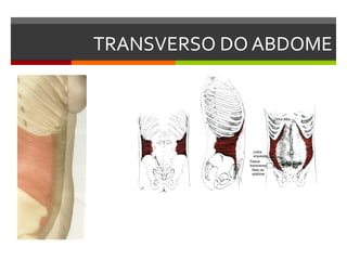 TRANSVERSO DO ABDOME
 