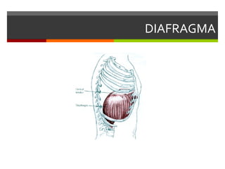 DIAFRAGMA
 