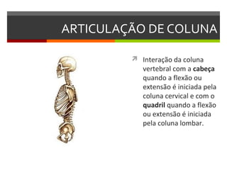 ARTICULAÇÃO DE COLUNA

          Interação da coluna
            vertebral com a cabeça
            quando a flexão ou
            extensão é iniciada pela
            coluna cervical e com o
            quadril quando a flexão
            ou extensão é iniciada
            pela coluna lombar.
 