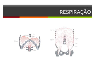 RESPIRAÇÃO
 