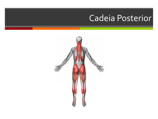 Cadeia Posterior




(Pawlina, Olson, 1997 baseado em
 Souchard, 1998; Marques, 2000;
       Santos, 2002; Paiva, 2003)
 