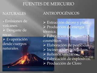 FUENTES DE MERCURIO
NATURALES
 Emisiones de
volcanes.
 Desgaste de
rocas.
 Evaporación
desde cuerpos
naturales.
ANTROPO...
