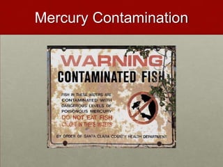 Mercury Contamination
 