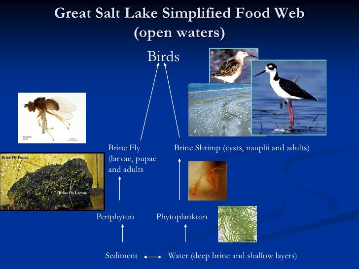 Featured image of post Simple Way to Brine Shrimp Food Chain