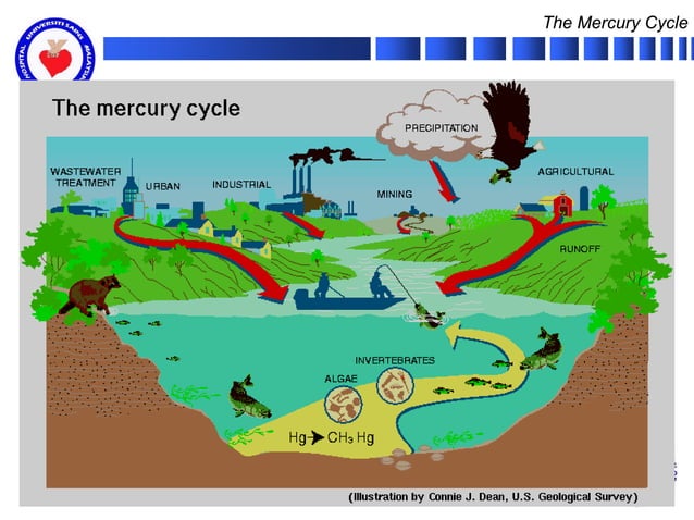 Mercury Poisoning | PPT