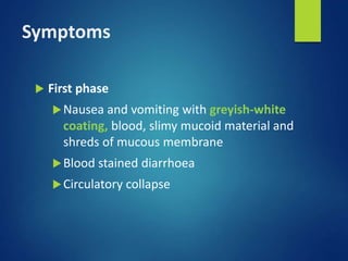 Symptoms
 First phase
Nausea and vomiting with greyish-white
coating, blood, slimy mucoid material and
shreds of mucous membrane
Blood stained diarrhoea
Circulatory collapse
 