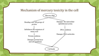 Mechanism of mercury toxicity in the cell
DR. DHANASHREE GUNJAL 10
 