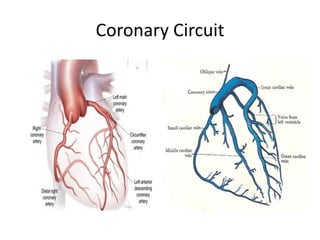[Merge] Anatomy-of-the-Heart_copy.pdfvhhhh | PDF